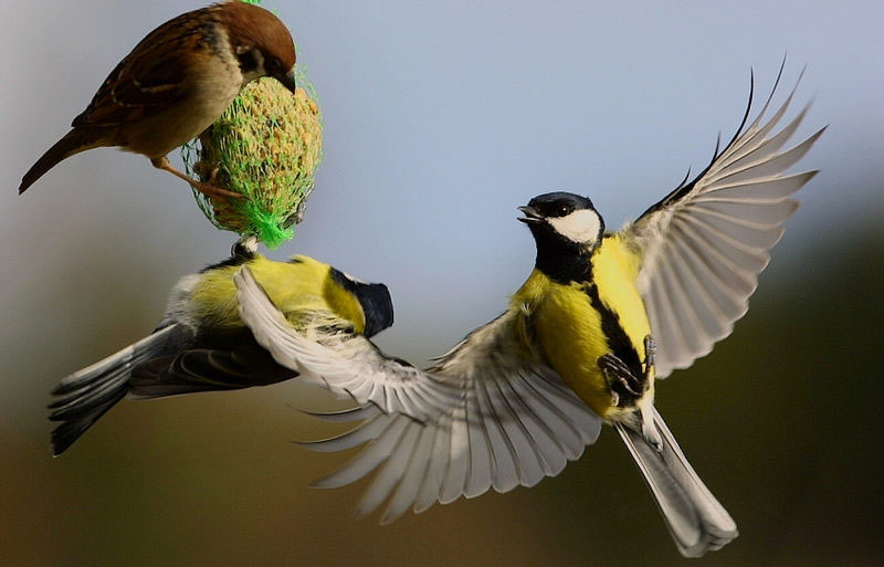 Momentos maravillosos de la naturaleza 010