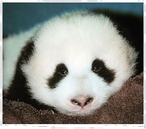 Bebe Panda desde el nacimiento 10