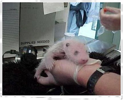 Bebe Panda desde el nacimiento 04