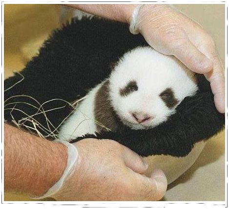 Bebe Panda desde el nacimiento 08