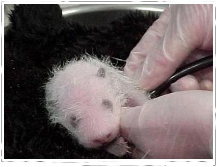 Bebe Panda desde el nacimiento 03