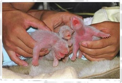 Bebe Panda desde el nacimiento 02