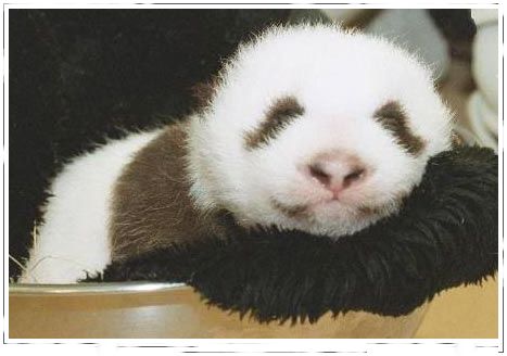 Bebe Panda desde el nacimiento 09