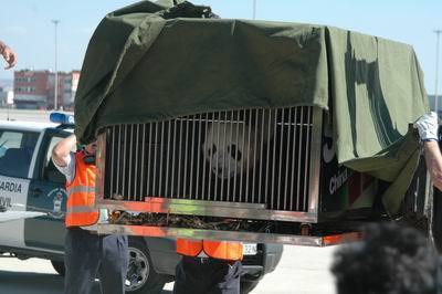 Pareja de pandas gigantes de China llega a Madrid 4