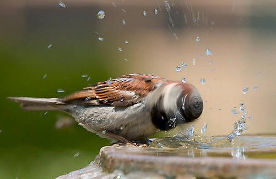 Fotos de animales más divertidas 13