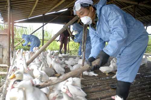 gripe aviar, China2