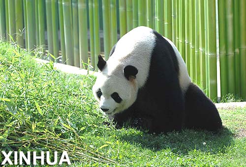 presentación de pandas gigantes de España 5