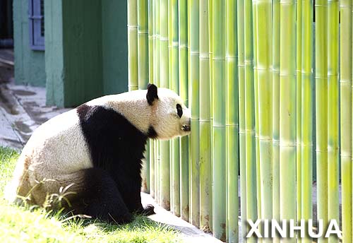 presentación de pandas gigantes de España 6