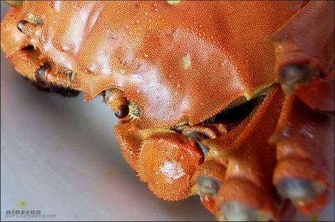 Otoño es tiempo para comer cangrejos 004