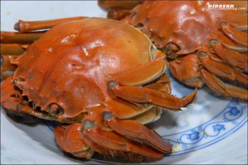 Otoño es tiempo para comer cangrejos 012