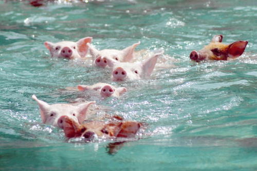 Juegos Olimpicos de los cerdos 001