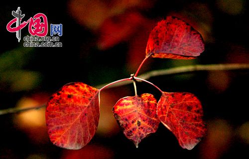 hojas rojas 5
