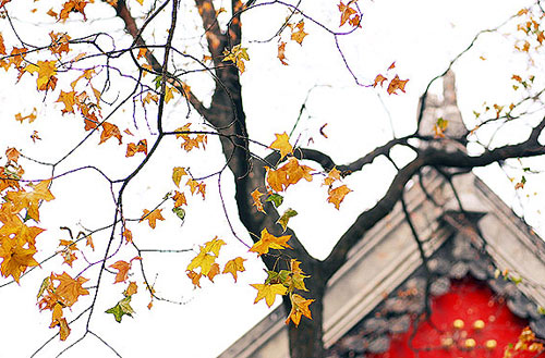 Otoño soleado de Beijing 8