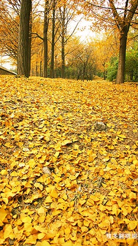 Otoño soleado de Beijing 9