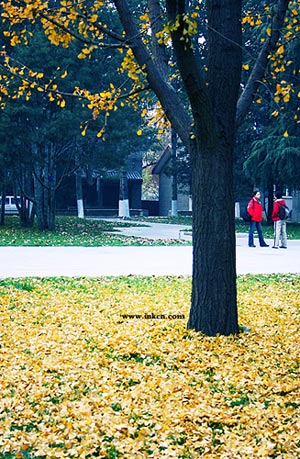 Otoño soleado de Beijing 10