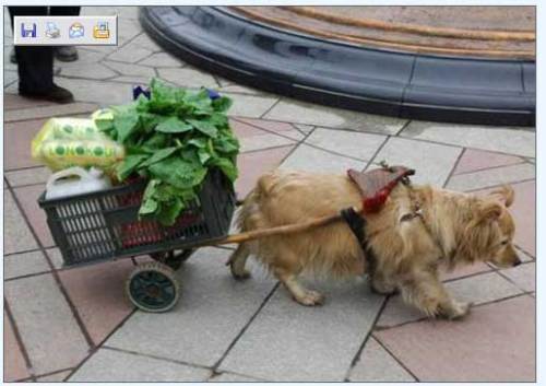 Perros que saben hacer los trabajos domésticos 7