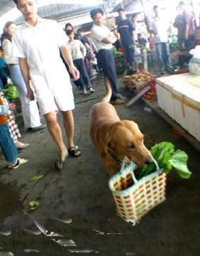 Perros que saben hacer los trabajos domésticos 5