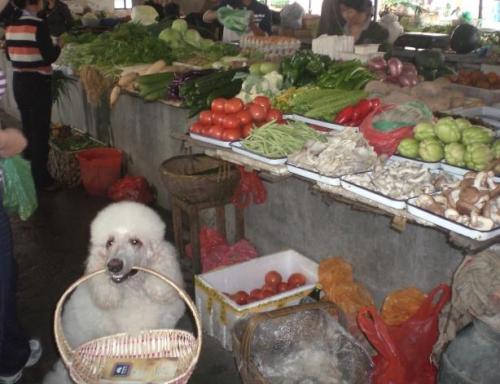 Perros que saben hacer los trabajos domésticos 1