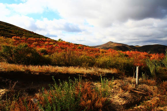 Praderas de Bashang en Otoño 6