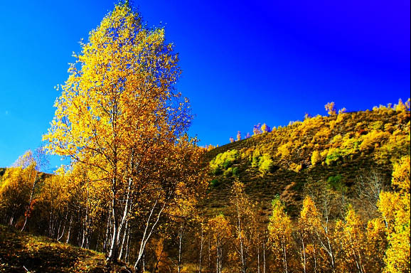 Praderas de Bashang en Otoño 9