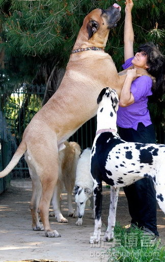 Perros tan grandes 4