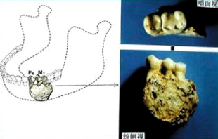 Descuben fósil humano de más de dos millones de años de antigüedad en China 1