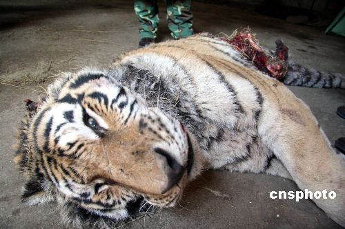 Cuatro tigres devoran a otro en un zoo de China 1