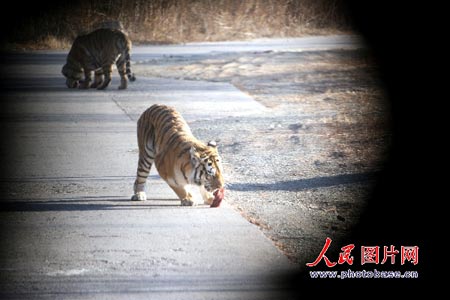 Cuatro tigres devoran a otro en un zoo de China 2