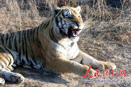 Cuatro tigres devoran a otro en un zoo de China 4