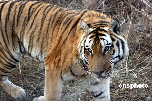 Cuatro tigres devoran a otro en un zoo de China 5