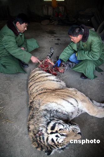 Cuatro tigres devoran a otro en un zoo de China 1