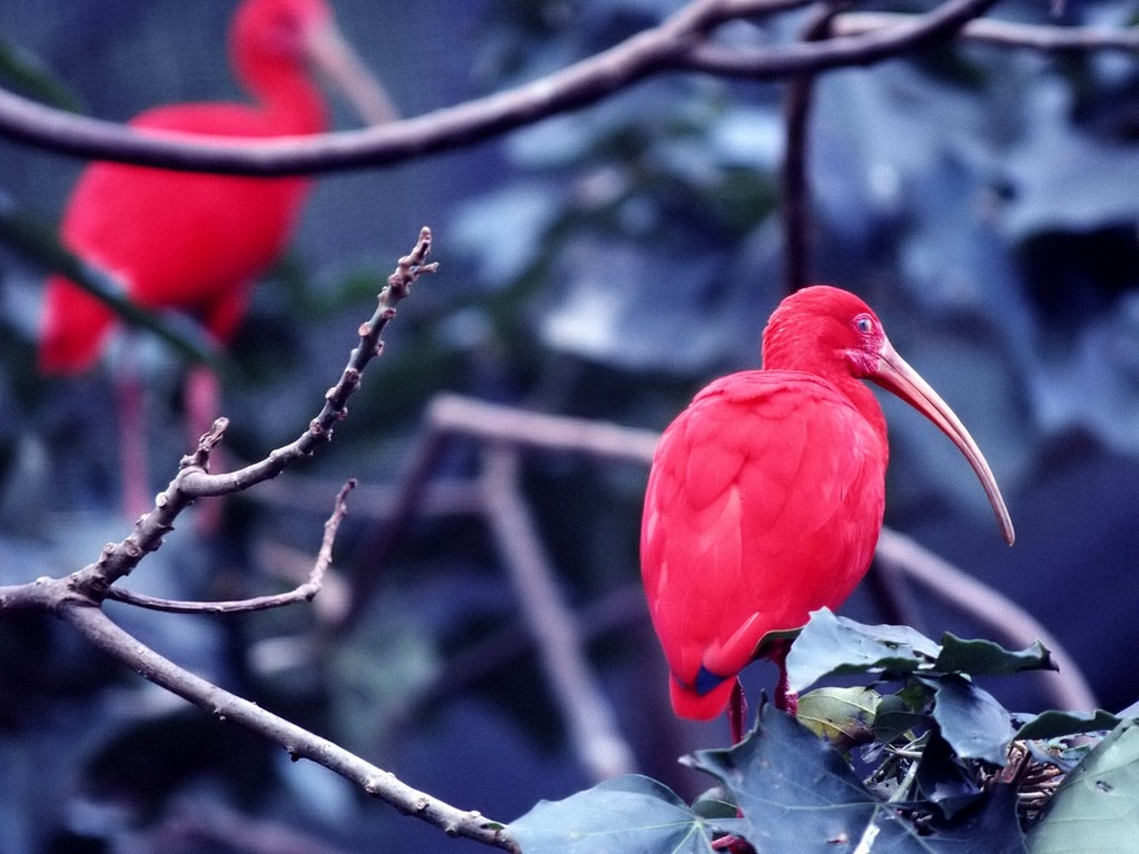 La vida de los pajaros 020