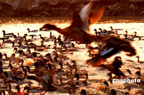 Reservas naturales en delta de río Amarrillo se convirten en paraísos de pájaros 1