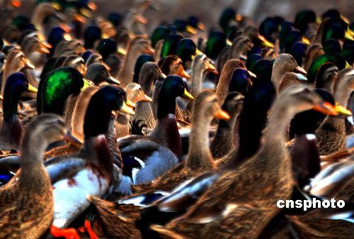 Reservas naturales en delta de río Amarrillo se convirten en paraísos de pájaros 2