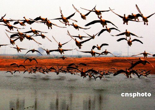 Reservas naturales en delta de río Amarrillo se convirten en paraísos de pájaros 3