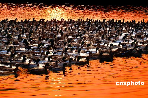 Reservas naturales en delta de río Amarrillo se convirten en paraísos de pájaros 4