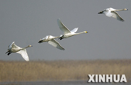 Reservas naturales en delta de río Amarrillo se convirten en paraísos de pájaros 5