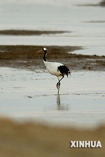 Reservas naturales en delta de río Amarrillo se convirten en paraísos de pájaros 6