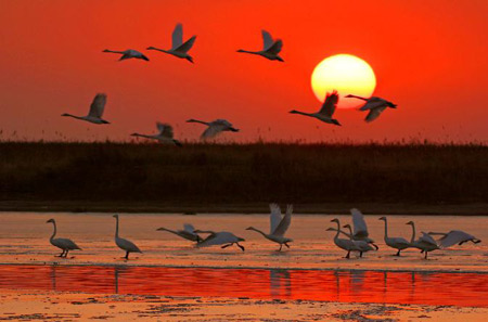 Reservas naturales en delta de río Amarrillo se convirten en paraísos de pájaros 7