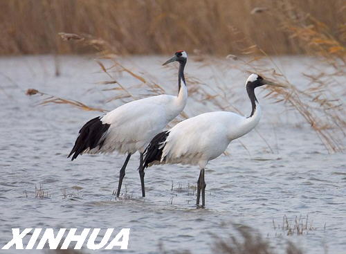 Reservas naturales en delta de río Amarrillo se convirten en paraísos de pájaros 9