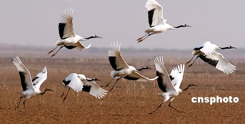 Reservas naturales en delta de río Amarrillo se convirten en paraísos de pájaros 10