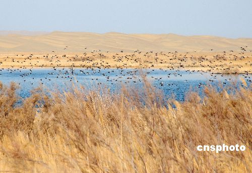 Reservas naturales en delta de río Amarrillo se convirten en paraísos de pájaros 11