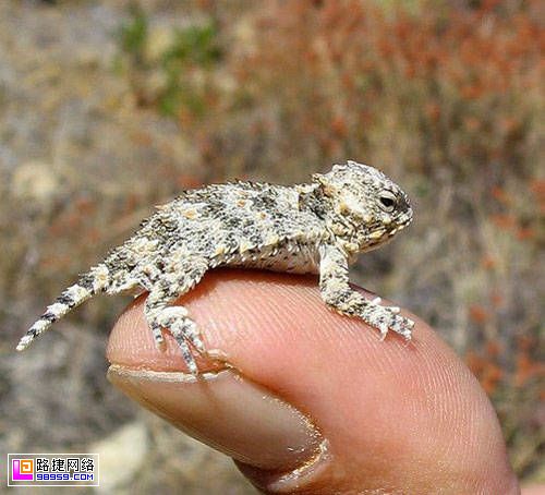 Animalitos que caben en los dedos de la mano 006