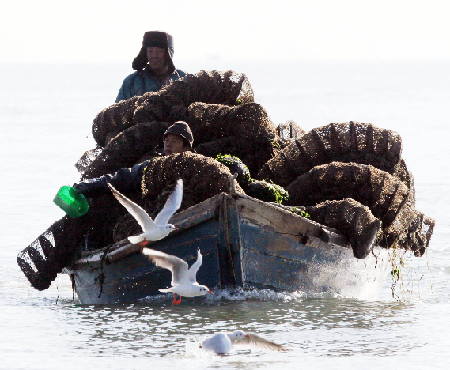 Barco de pesca de regreso, repleto de veneras recogidas. China posee recursos marítimos comparativamente abundantes.