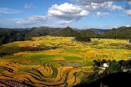 China tiene variados tipos de suelo. En la foto, terrazas escalonadas de cultivo, de color áureo, en Huaxi de Guiyang, provincia de Guizhou.