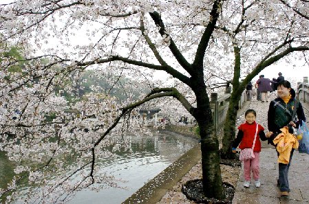 Cuando la primavera llega al bello lago Taihu, los cerezos florecen, atrayendo a un gran número de visitantes.