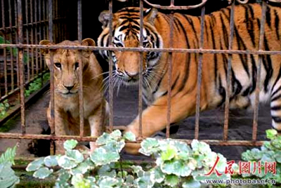 Tigre y leona se enamoran en un parque en la Isla de Hainan