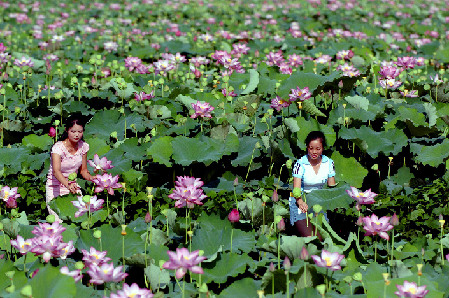 Abundante cosecha de tubérculos de loto en el distrito de Guangchang, provincia de Jiangxi. En la foto, mujeres atareadas en la recolección.