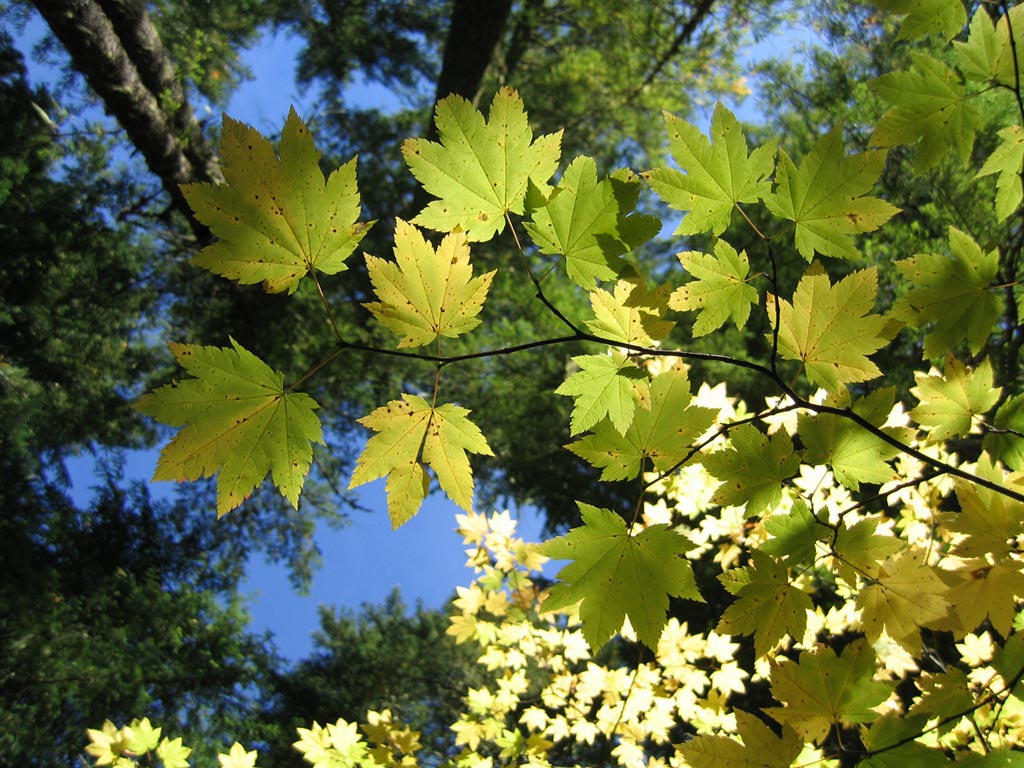 El verde es el color de la naturaleza 009