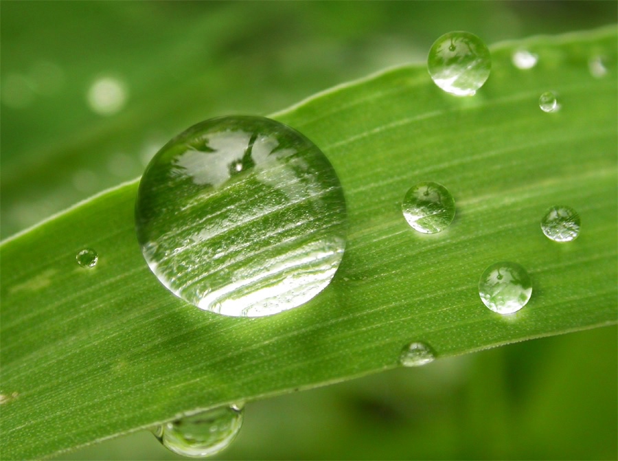 El verde es el color de la naturaleza 010